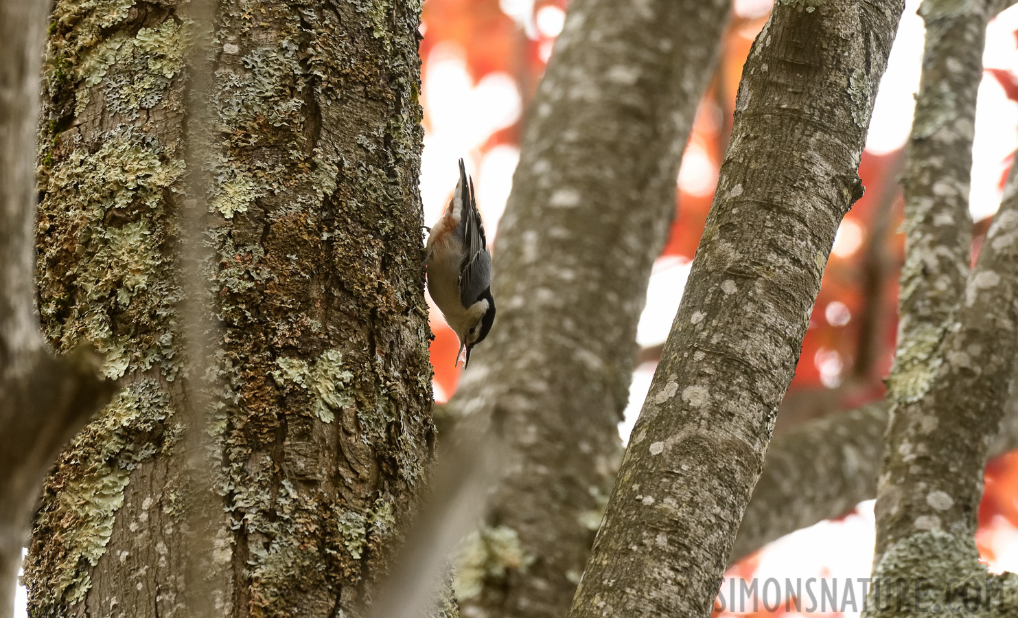 Sitta carolinensis carolinensis [400 mm, 1/320 sec at f / 7.1, ISO 1600]